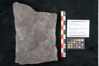 Foto (Objekt + Etikett) von Calamites communis Ettingshausen (NHMW-GEO-2024-0188-10981)